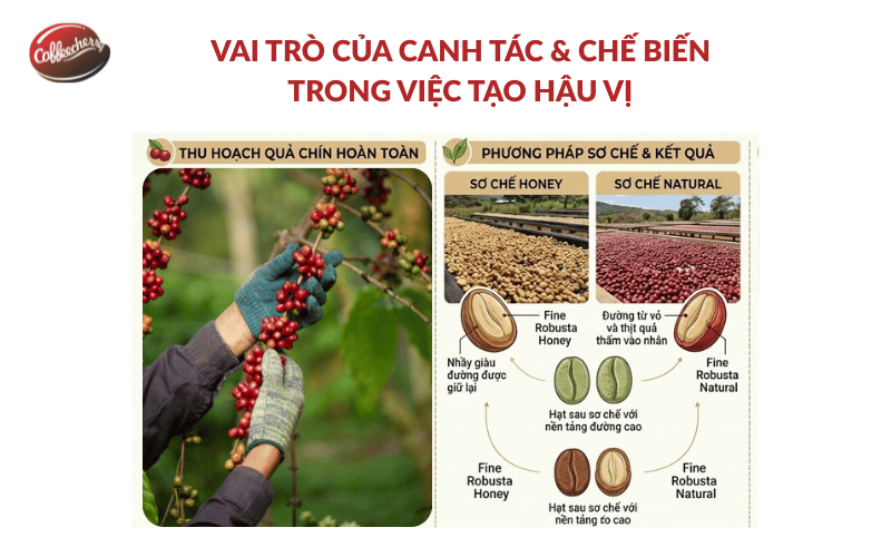 vi-sao-ca-phe-nguyen-chat-uong-luc-dau-dang-nhung-hau-lai-ngot (3)